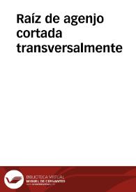 Raíz de agenjo cortada transversalmente | Biblioteca Virtual Miguel de Cervantes