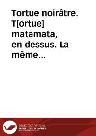 Tortue noirâtre. T[ortue] matamata, en dessus. La même en dessous (Reptiles) | Biblioteca Virtual Miguel de Cervantes