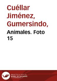 Animales. Foto 15 | Biblioteca Virtual Miguel de Cervantes