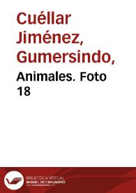 Animales. Foto 18 | Biblioteca Virtual Miguel de Cervantes