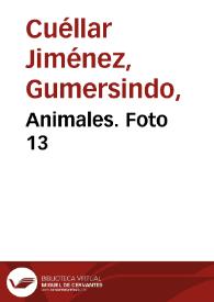 Animales. Foto 13 | Biblioteca Virtual Miguel de Cervantes