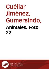 Animales. Foto 22 | Biblioteca Virtual Miguel de Cervantes